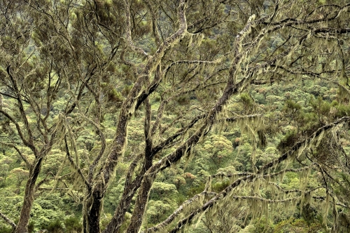 17-nature-photography-forest-photography-tree-rwenzori-uganda